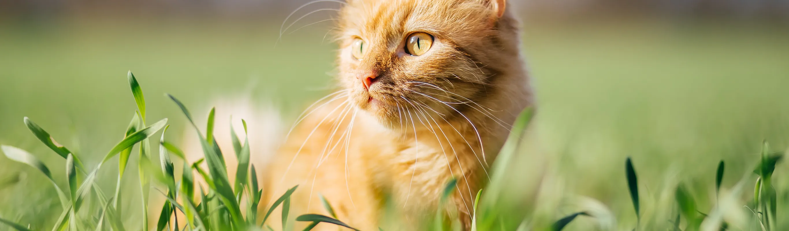 Orange cat sitting in grass